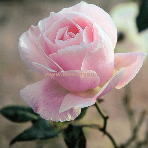 Розы нежно-розового цвета