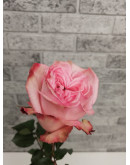 Романтичные пионовидные розы