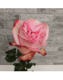 Романтичные пионовидные розы
