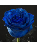 Таинственные синие розы