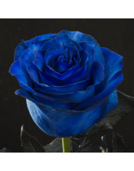 Таинственные синие розы